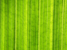Close-up Of An Underside Of A Green Leaf Of A Coconut Palm. Full-size, Abstract Background