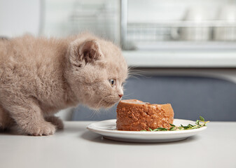 Wall Mural - kitten and pet food