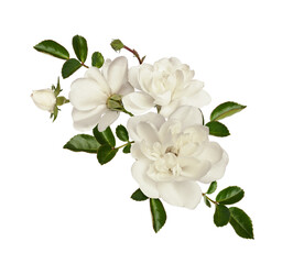 Wall Mural - White rose flowers and green leaves in a floral arrangement isolated