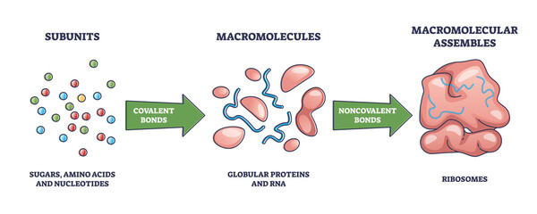 Wall Mural - Macromolecules formation from subunits to ribosomes as macromolecular assembles outline diagram. Labeled educational amino acids and nucleotides covalent bonding to protein and RNA vector illustration