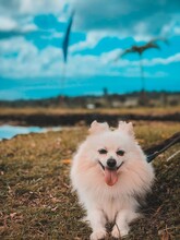 White Small Cute Little Pomeranian Puppy Dog Is Looking At The Camera While Lying On The Grass Field