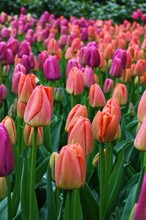 Close-up Of Colorful Tulips On Field