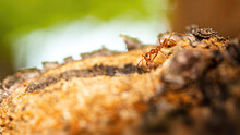 Fire Ant On Branch In Nature ,selection Focus Only On Some Points In The Image.