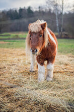 Cute Pony Eating Hay