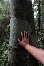 Cropped Hand Of Person Touching Tree Trunk In Forest