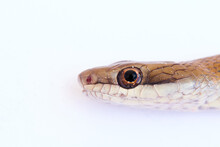 Common Snake Head Close Up On White Background.