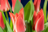 Fototapeta Tulipany - Bouquet of red tulip flowers