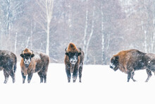 Bull Bison In Front Of Herd In Snowfall. Wild Bison In Winter Nature. Heavy Bull With Horns.