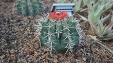  Red Barrel Cactus