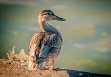 Female Duck In Afternoon Sunlight On A River Bank