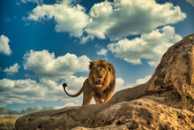 Low Angle View Of Lion Sitting On Rock Against Sky