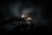 Close-up Of Mushroom On Rock