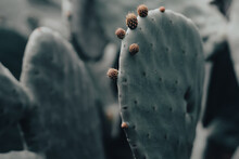 Close-up Of Prickly Pear Cactus