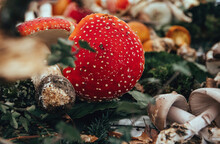 Close-up Photo Of An Iconic Fly Agaric Or Fly Amanita Mushroom