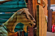Close-up Of Goat In Stable