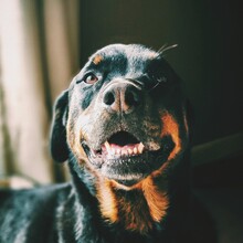 Close-up Portrait Of A Dog