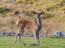 Red Deer Range, Galloway Forest Park, Castle Douglas, Newton More, Dumfries And Galloway, Scotland