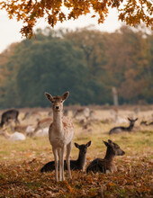 Deer  Standing On Field