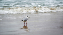 Seagull Walking Along Seashore. Black-headed Gull, Chroicocephalus Ridibundus, Standing On Beach