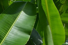 Close-up Of Green Leaves On Plant