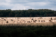 Herd Of Deer In The Field