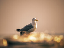Seagull Perching On A Sea