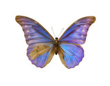 Fototapeta Motyle - Beautiful fragile exotic butterfly on white background