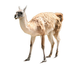 Wall Mural - Cute guanaco on white background. Exotic animal