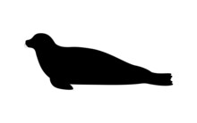 Silhouette Of A Seal