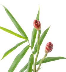 Wall Mural - ginger leaves with flower, closeup view of zingiber officinale or eating ginger, green foliage on white background, closeup