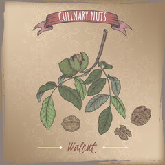 Juglans regia aka walnut tree branch and nuts color sketch on cardboard background. Culinary nuts series.