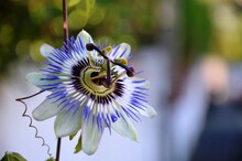 Close-up Photo Of Blue Passionflower Blooming, Tropical Flowers Photo.