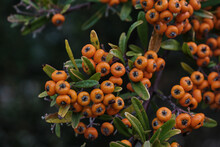 Firethorn Orange Berries