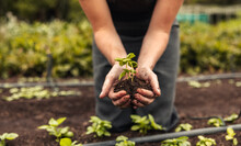 Woman's Hands Holding A Green Plant Growing In Soil