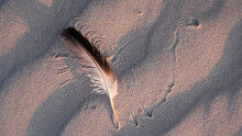  A Feather In The Beach Sand In Warm Evening Light With Pattern Drawn By Wind