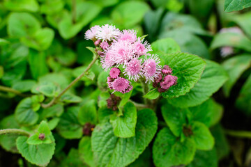 Wall Mural - Large group of pink and white flowers of Ageratum houstonianum plant commonly known as lossflower, bluemink, blueweed or Mexican paintbrush in a a garden in a sunny summer garden, floral background.