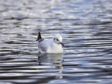 Seagull Swimming In A Lake