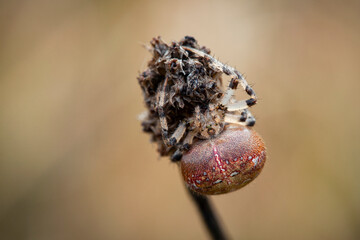 Wall Mural - araneus is a genus of common orb-weaving spiders