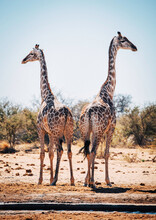 Two Giraffes At A Waterhole Near Onguma, Etosha National Park
