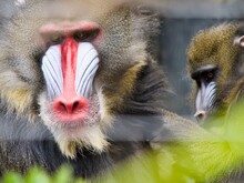 Close-up Portrait Of Male And Female Mandrill Looking