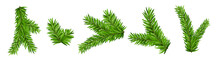 Pine Tree Branch Isolated Fir Vector Decoration Xmas Green Background Evergreen Transparent Spruce