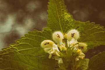 Wall Mural - White Dead nettle - Lamium album. Flowers inside, showing the stamens, vintage look