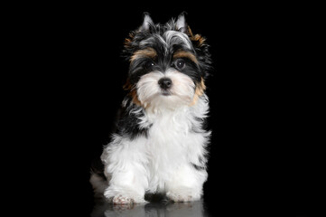 Wall Mural - biewer terrier puppy on black background, studio portrait