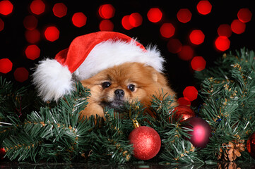 Sticker - red pomeranian spitz dog in santa hat, christmas postcard