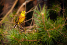 The Yellowhammer (Emberiza Citrinella) Is A Passerine Bird.
