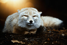 Corsac Fox (Vulpes Corsac)in The Sunset