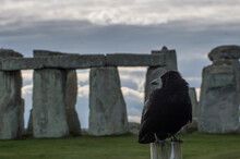 View Of Bird Perching On Wood Against Sky Stonehenge