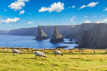 Sunset At Stacks Of Duncansby, With A Flock Of Sheep Grazing, Duncansby Head, John Or 'Groats, Caithness, Scotland, United Kingdom