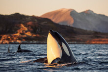 Orcas Outside Tromsø, Norway.
Photo: Marius Fiskum