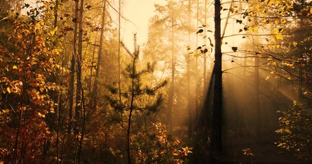 Wall Mural - The sun's rays shine through the fog. Morning autumn forest.